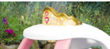 Tiara & Fixings Image